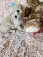 Pup4, a female Maltipoo for sale in Duncan, SC – 7 of 7
