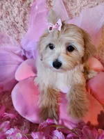 Girl 2, a female Maltipoo for sale in Duncan, SC – 4 of 7