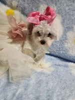Maltipoo 2, a female Maltipoo for sale in Duncan, SC – 4 of 7