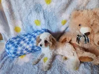 Boy , a male Maltipoo for sale in Duncan, SC – 7 of 7
