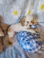 Boy , a male Maltipoo for sale in Duncan, SC – 4 of 7