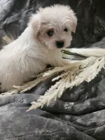 Ch3, a male Morkie for sale in Duncan, SC – 3 of 5
