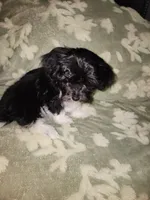 Pup1, a male Maltipoo for sale in Duncan, SC – 2 of 6