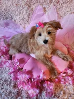 Girl 1, a female Maltipoo for sale in Duncan, SC – 5 of 7