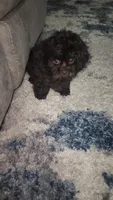 Pup2 sh, a male Shihpoo for sale in Duncan, SC – 2 of 6