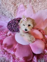 Girl 2, a female Maltipoo for sale in Duncan, SC – 3 of 7