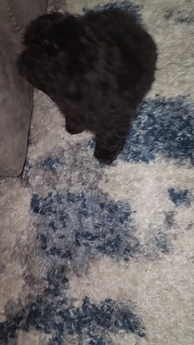 Pup2 sh, a male Shihpoo for sale in Duncan, SC – 6 of 6
