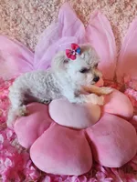 Tiny girl, a female Maltipoo for sale in Duncan, SC – 7 of 8