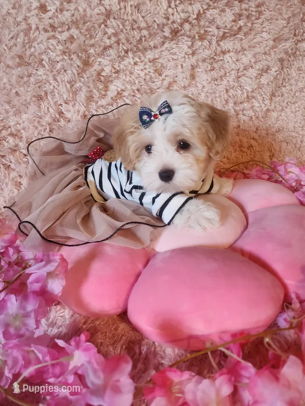 Susie – Morkie puppy for sale in Duncan, SC