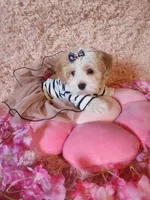Susie, a female Morkie for sale in Duncan, SC – 1 of 5