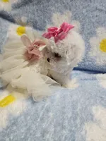 White g, a female Maltipoo for sale in Duncan, SC – 3 of 7