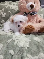 Pup2, a male Maltipoo for sale in Duncan, SC – 3 of 4