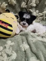 Tiny 1 , a male Yorkshire Terrier for sale in Duncan, SC – 3 of 8