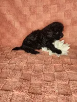 Pup 1, a male Maltipoo for sale in Duncan, SC – Photo 4 of 5