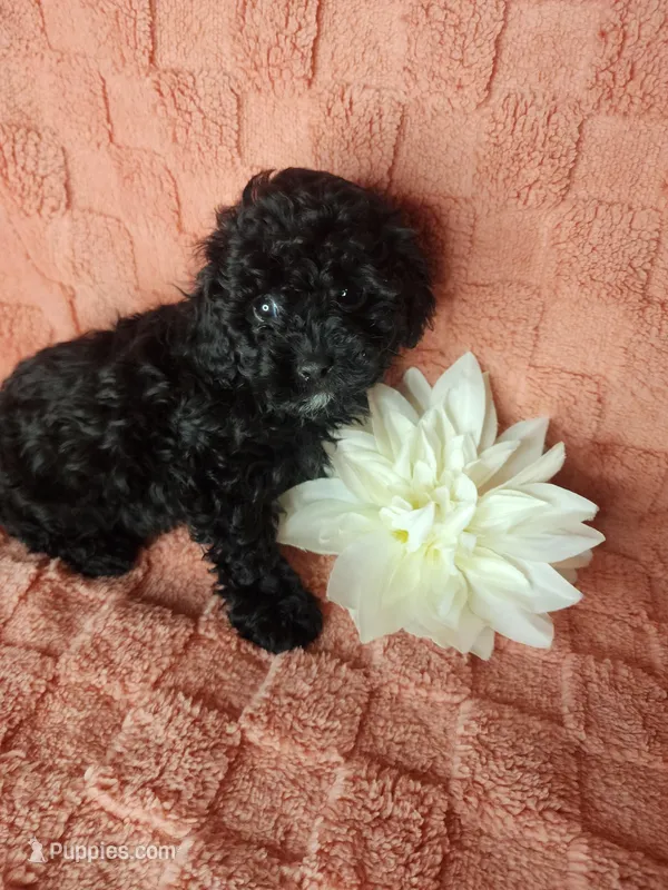 Pup 1 – Maltipoo puppy for sale in Duncan, SC