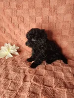 Pup 1, a male Maltipoo for sale in Duncan, SC – Photo 3 of 5