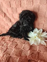 Pup 1, a male Maltipoo for sale in Duncan, SC – Photo 5 of 5