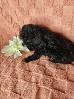 Pup 1, a male Maltipoo for sale in Duncan, SC – Photo 2 of 5