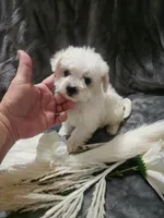 Ch2, a male Morkie for sale in Duncan, SC – 3 of 5