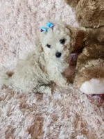 Pup4, a female Maltipoo for sale in Duncan, SC – 1 of 7