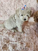 Pup5, a female Maltipoo for sale in Duncan, SC – 7 of 7