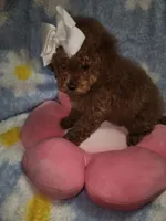 Maltipoo 1, a female Maltipoo for sale in Duncan, SC – 6 of 6