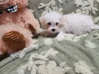 Pup2, a male Maltipoo for sale in Duncan, SC – 2 of 4