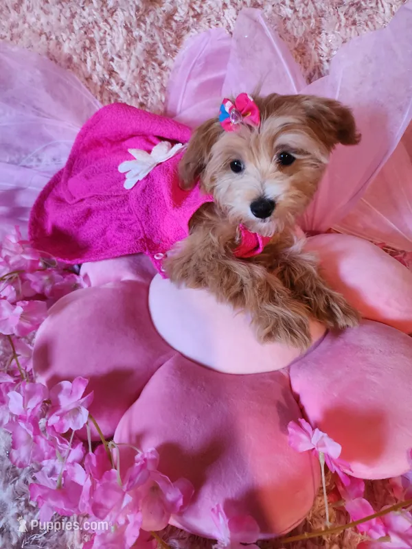 Girl 1 – Maltipoo puppy for sale in Duncan, SC