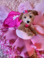 Girl 1, a female Maltipoo for sale in Duncan, SC – 1 of 7