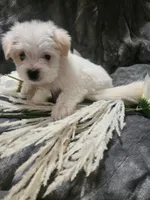 Ch3, a male Morkie for sale in Duncan, SC – 2 of 5