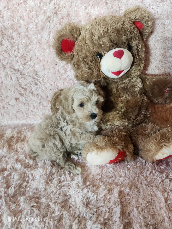 Pup 1 – Maltipoo puppy for sale in Duncan, SC