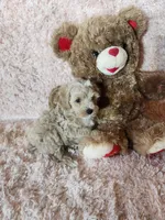 Pup 1, a male Maltipoo for sale in Duncan, SC – 1 of 6