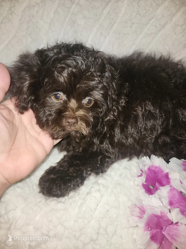 Pup2 sh – Shihpoo puppy for sale in Duncan, SC