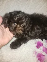 Pup2 sh, a male Shihpoo for sale in Duncan, SC – 1 of 6