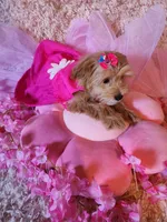 Girl 1, a female Maltipoo for sale in Duncan, SC – 2 of 7
