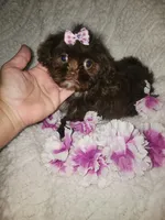 Pup 1 sh, a female Shihpoo for sale in Duncan, SC – 2 of 5