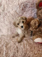 Pup 1, a male Maltipoo for sale in Duncan, SC – 3 of 6