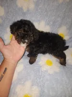 Maltipoo3, a male Maltipoo for sale in Duncan, SC – 6 of 6