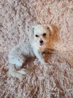Tiny girl, a female Maltipoo for sale in Duncan, SC – 6 of 8