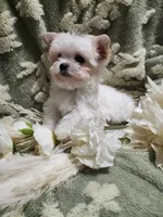 Tiny 2, a male Yorkshire Terrier for sale in Duncan, SC – 4 of 5