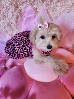 Girl 2, a female Maltipoo for sale in Duncan, SC – 6 of 7