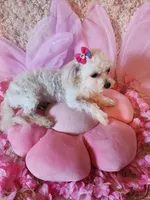 Tiny girl, a female Maltipoo for sale in Duncan, SC – 4 of 8