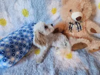 Boy , a male Maltipoo for sale in Duncan, SC – 6 of 7