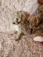 Pup 1, a male Maltipoo for sale in Duncan, SC – 2 of 6