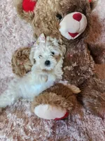 Pup3, a female Maltipoo for sale in Duncan, SC – 5 of 6