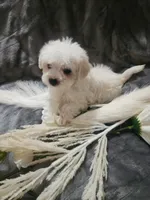 Ch2, a male Morkie for sale in Duncan, SC – 5 of 5