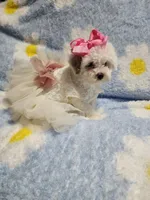 Maltipoo 2, a female Maltipoo for sale in Duncan, SC – 6 of 7