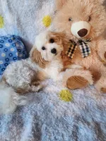 Boy , a male Maltipoo for sale in Duncan, SC – 2 of 7