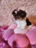 Teacup Ana, a female Yorkshire Terrier for sale in Duncan, SC – 2 of 6