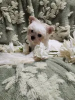Tiny 2, a male Yorkshire Terrier for sale in Duncan, SC – 3 of 5